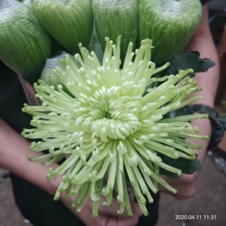 FreshCut Chrysanthemum Net
