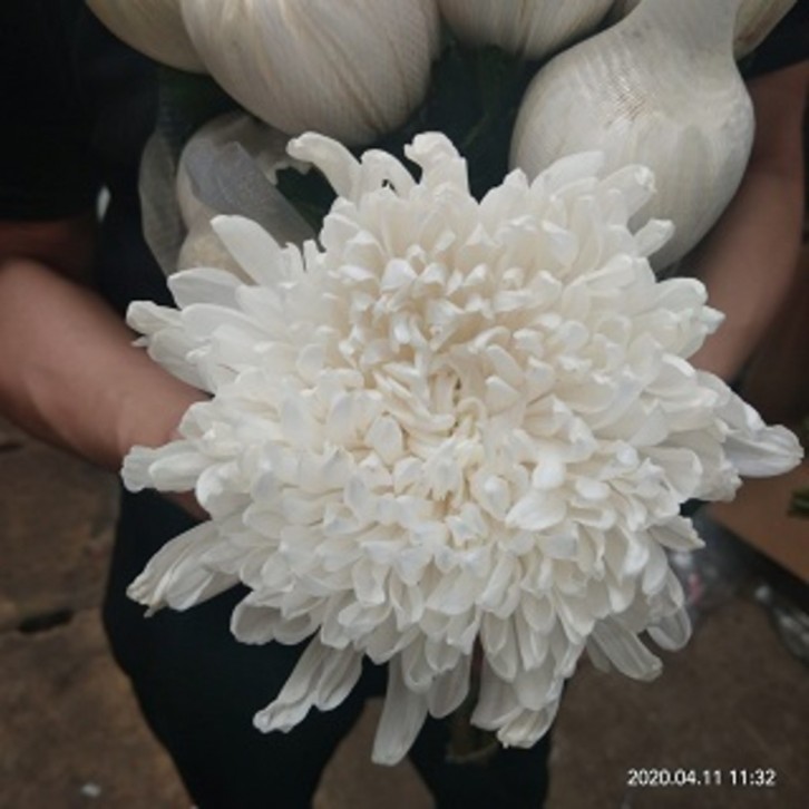 FreshCut Chrysanthemum Net