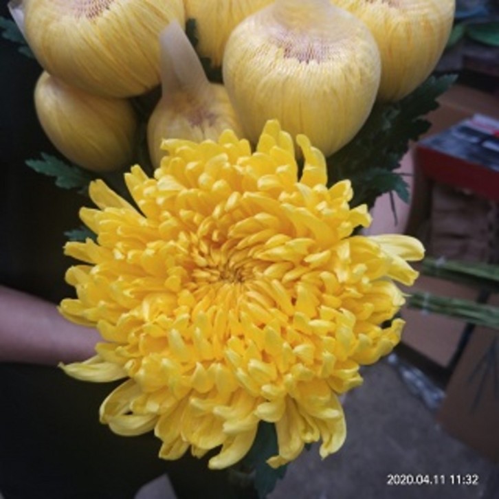 FreshCut Chrysanthemum Net