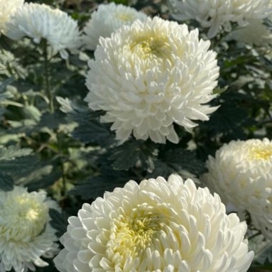 FreshCut Chrysanthemum Sunlight