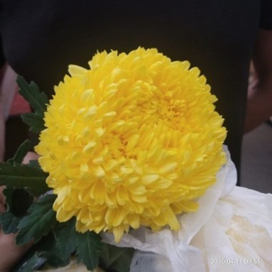 FreshCut Chrysanthemum Sunlight