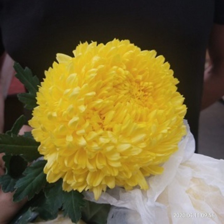 FreshCut Chrysanthemum Sunlight