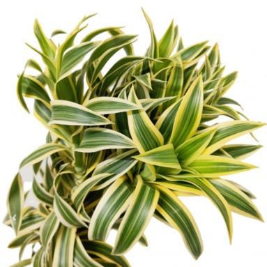 FreshCut Dracaena (Song of India)