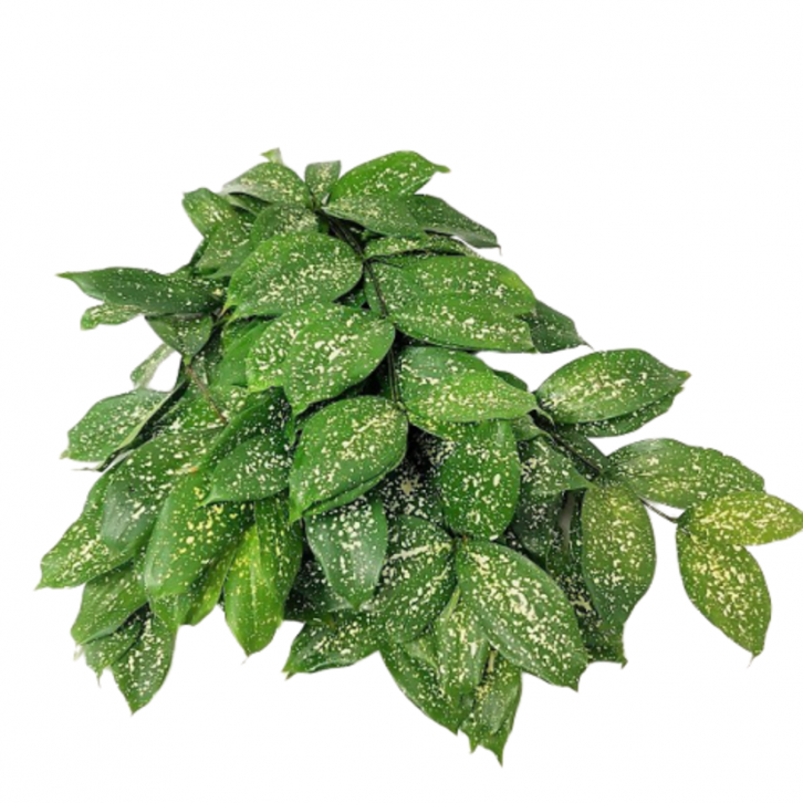 FreshCut Dracaena Surculosa (Japanese Bamboo)