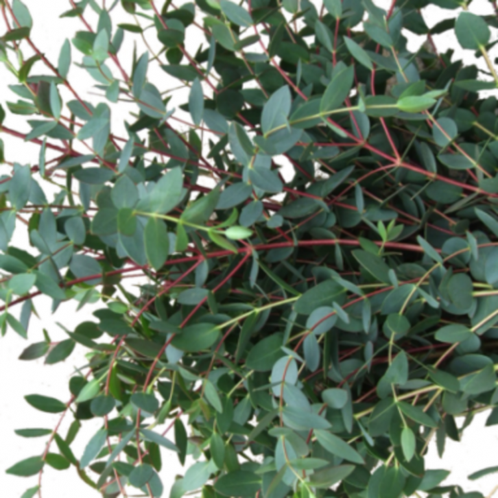 FreshCut Eucalyptus
