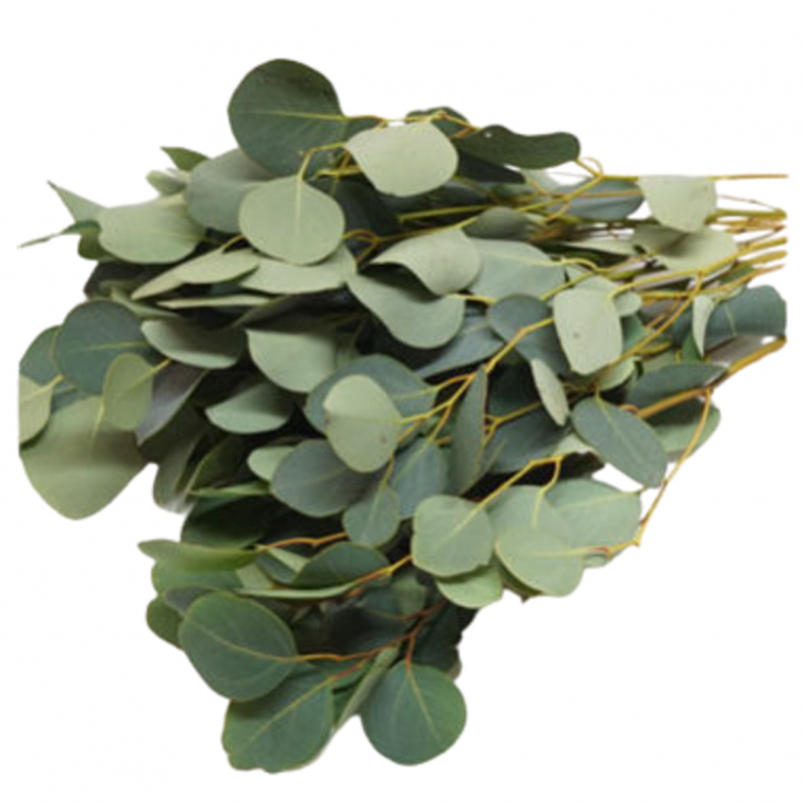 FreshCut Eucalyptus