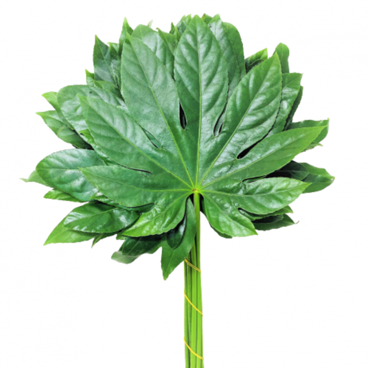 FreshCut Fatsia Japonica Leaves (Japanese Aralia)