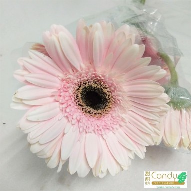 FreshCut Gerbera