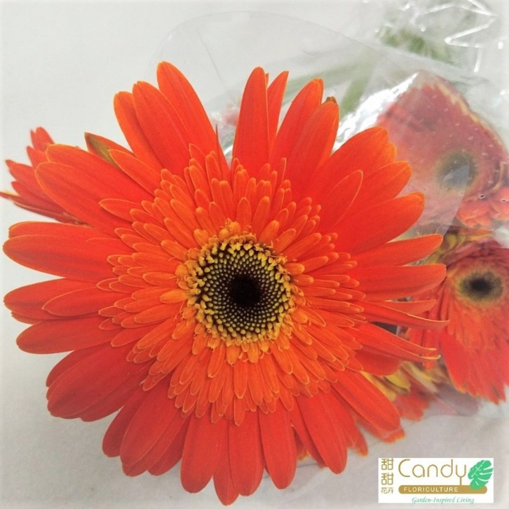 FreshCut Gerbera