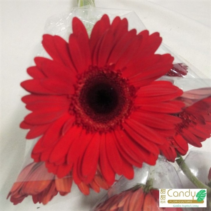 FreshCut Gerbera