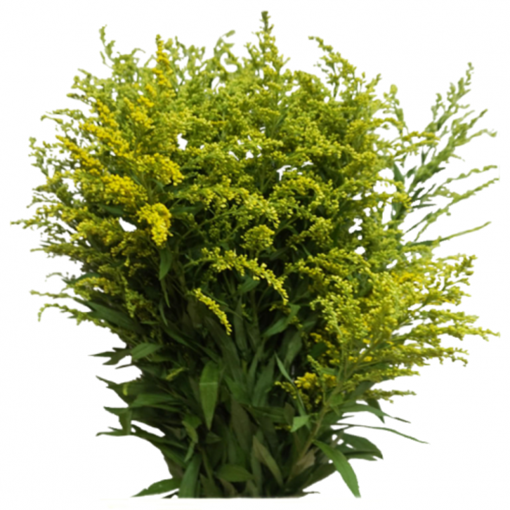 FreshCut Gold Phoenix