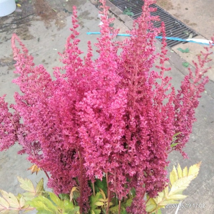 FreshCut Astilbe
