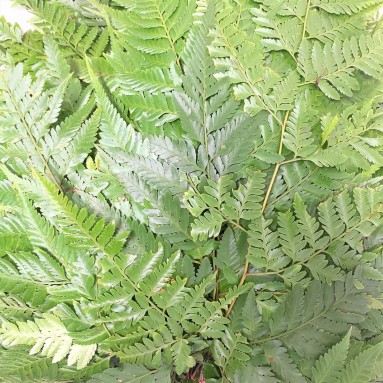 FreshCut Johor Fern (Davallia)