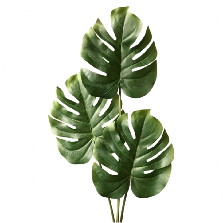 FreshCut Monstera