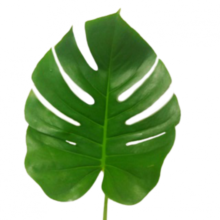 FreshCut Monstera
