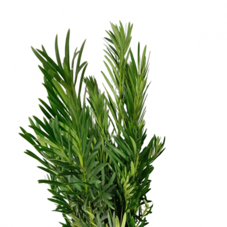 FreshCut Podocarpus Leaf