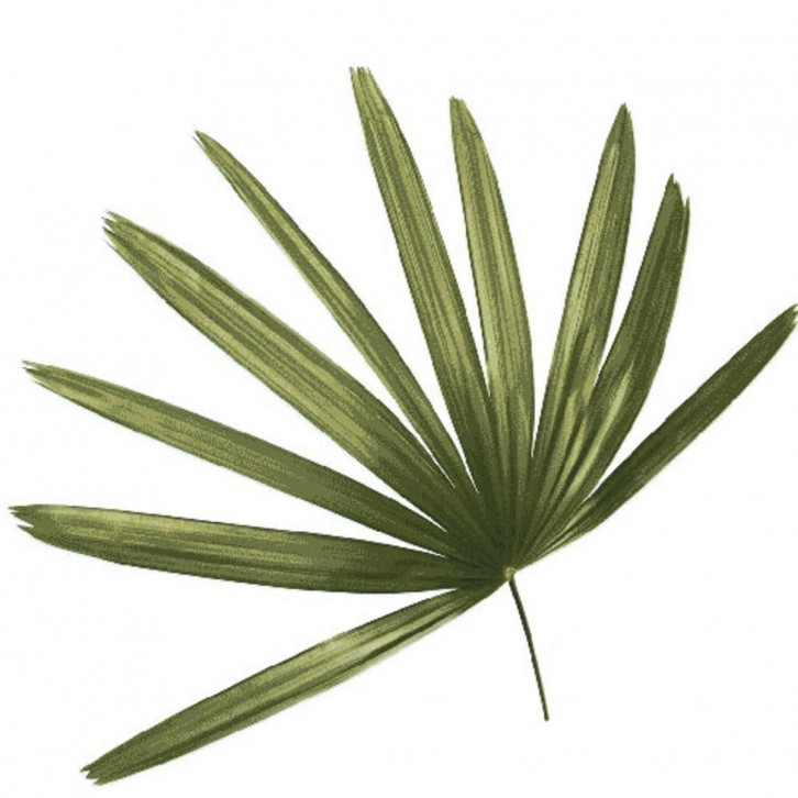 FreshCut Rhapis Palm Leaf
