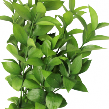 FreshCut Ruscus Leaf