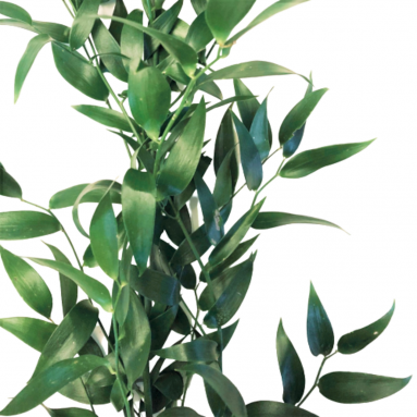 FreshCut Ruscus Leaf (Italy)