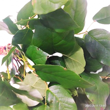FreshCut Salal Tip