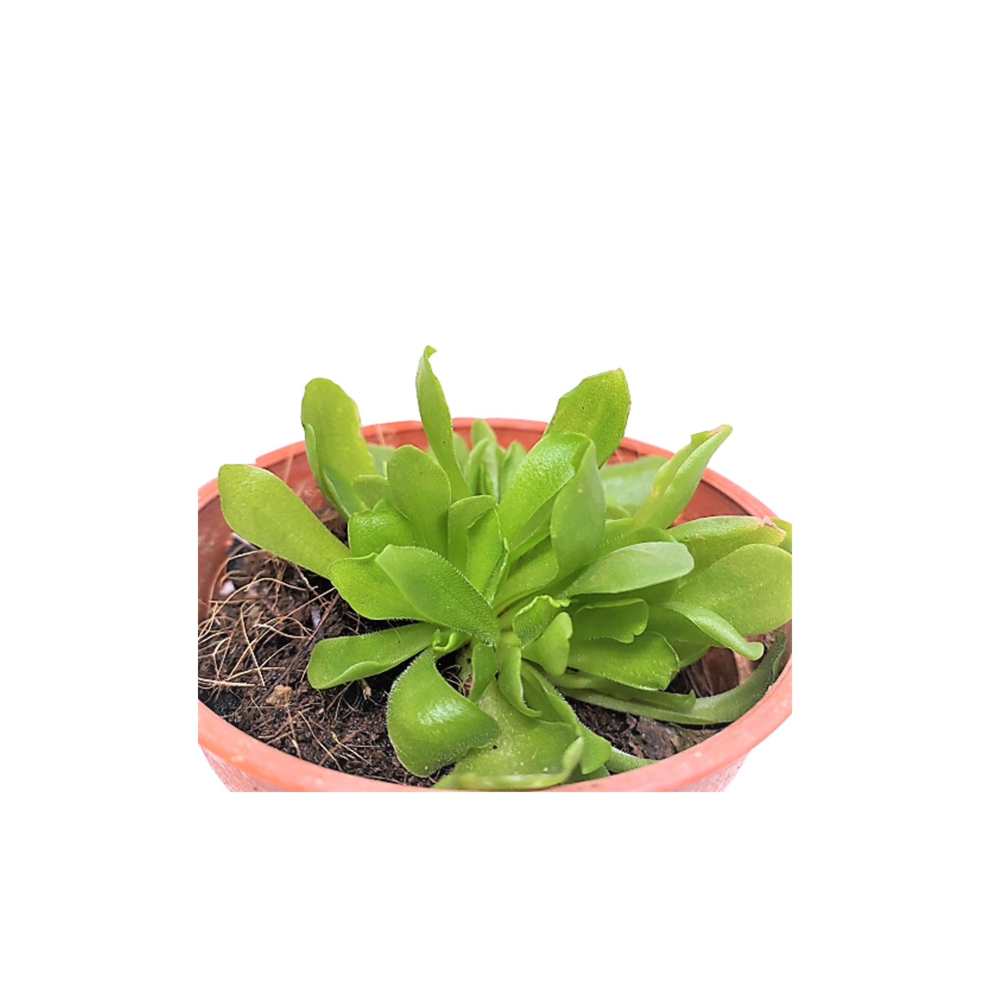 Pinguicula Tina (Butterworts)