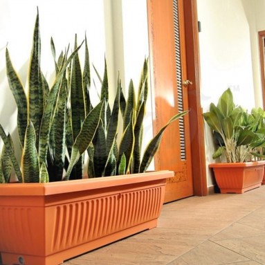 Planter Box (Baba)