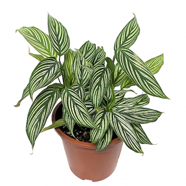 Calathea Vittata