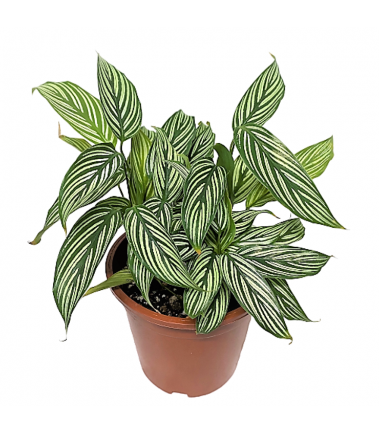 Calathea Vittata