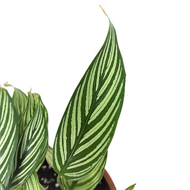 Calathea Vittata