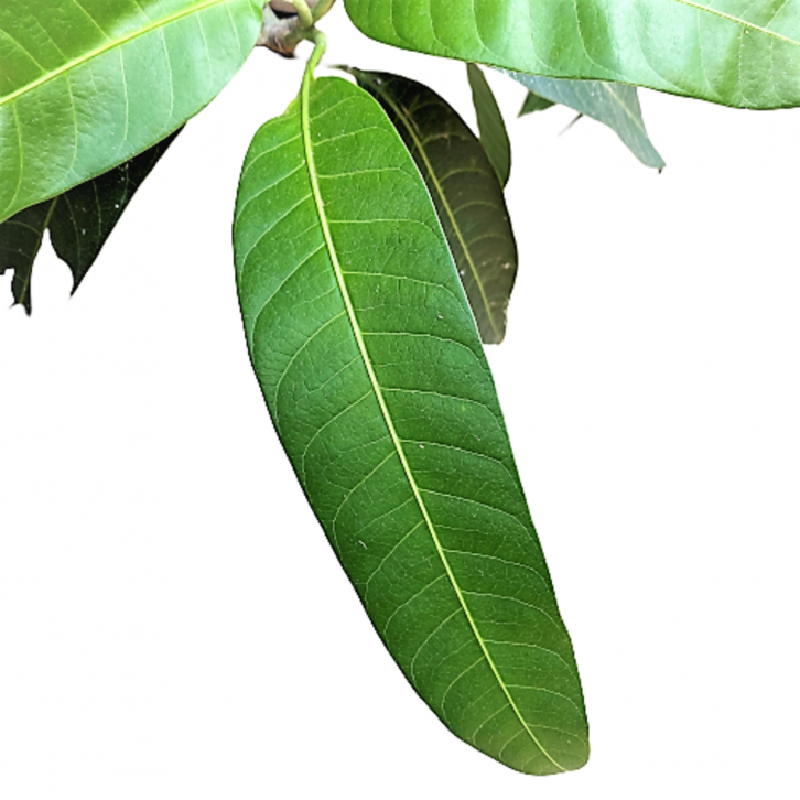 Mango (Mangifera Indica)