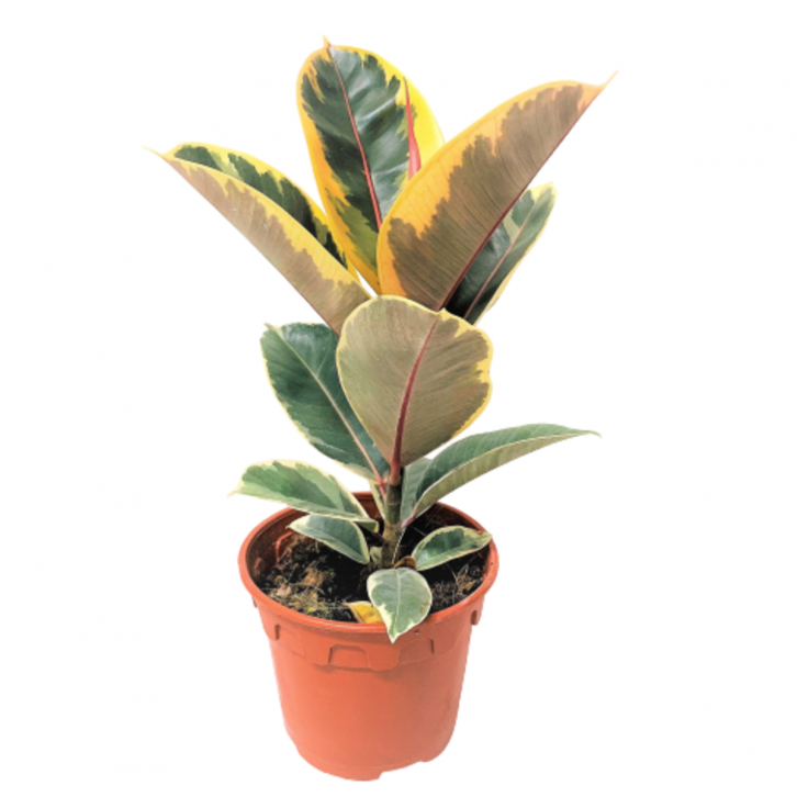 Ficus Elastica Tineke