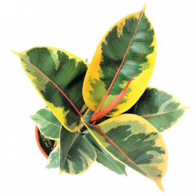 Ficus Elastica Tineke