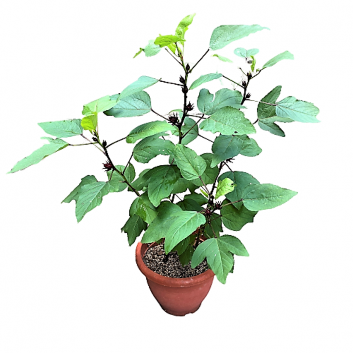 Hibiscus Sabdariffa (Roselle)