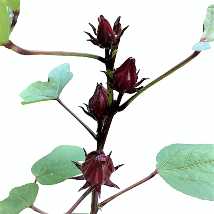Hibiscus Sabdariffa (Roselle)