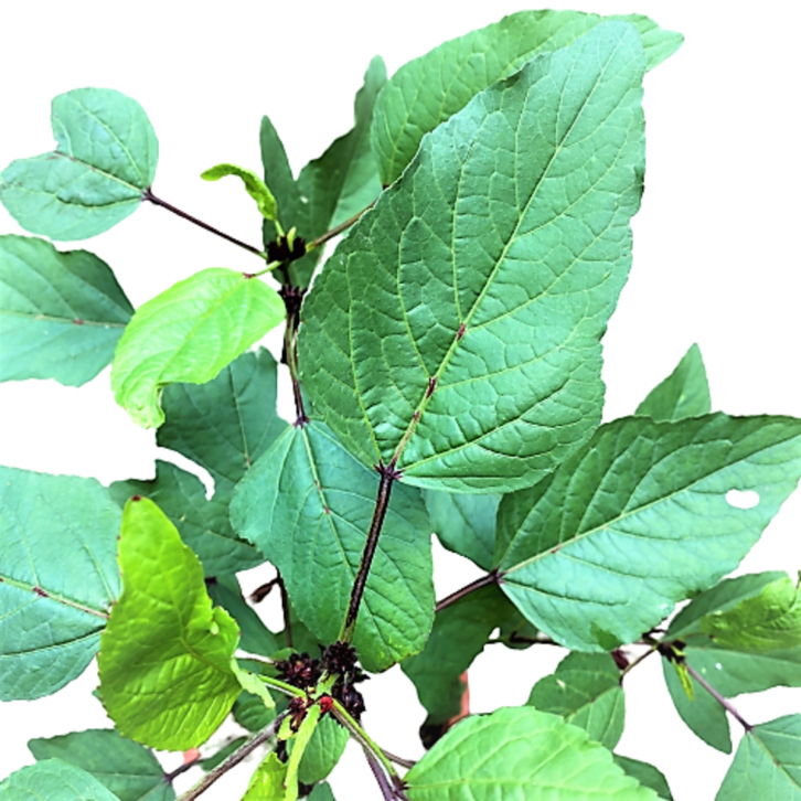 Hibiscus Sabdariffa (Roselle)
