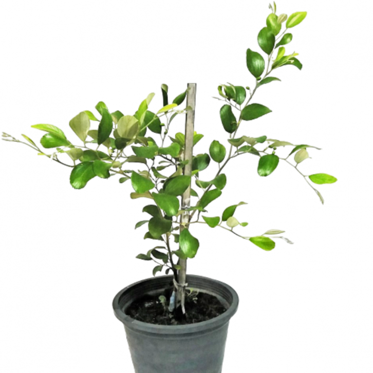 Jujube - Pokok Bidara (Ziziphus Mauritian)