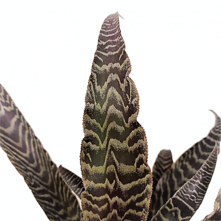 Cryptanthus Fosterianus