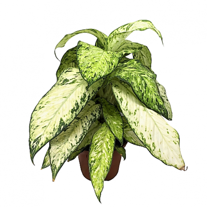 Dieffenbachia Starbright (Dumbcane)