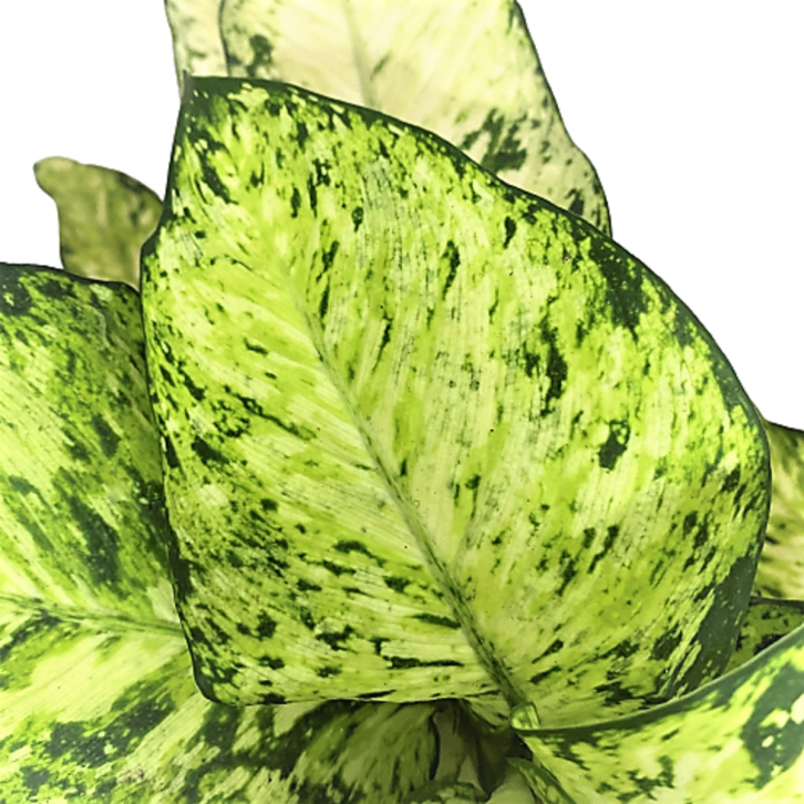 Dieffenbachia Starbright (Dumbcane)