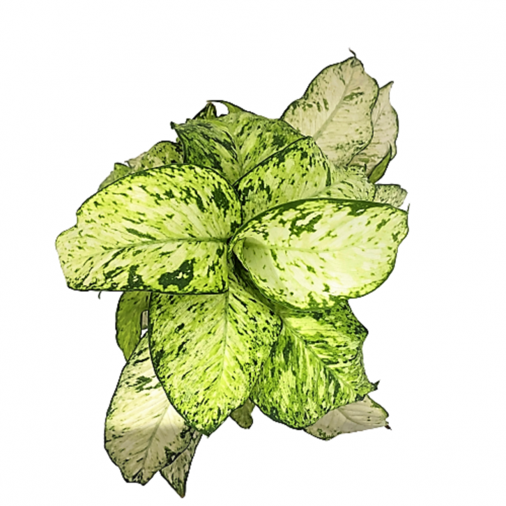 Dieffenbachia Starbright (Dumbcane)