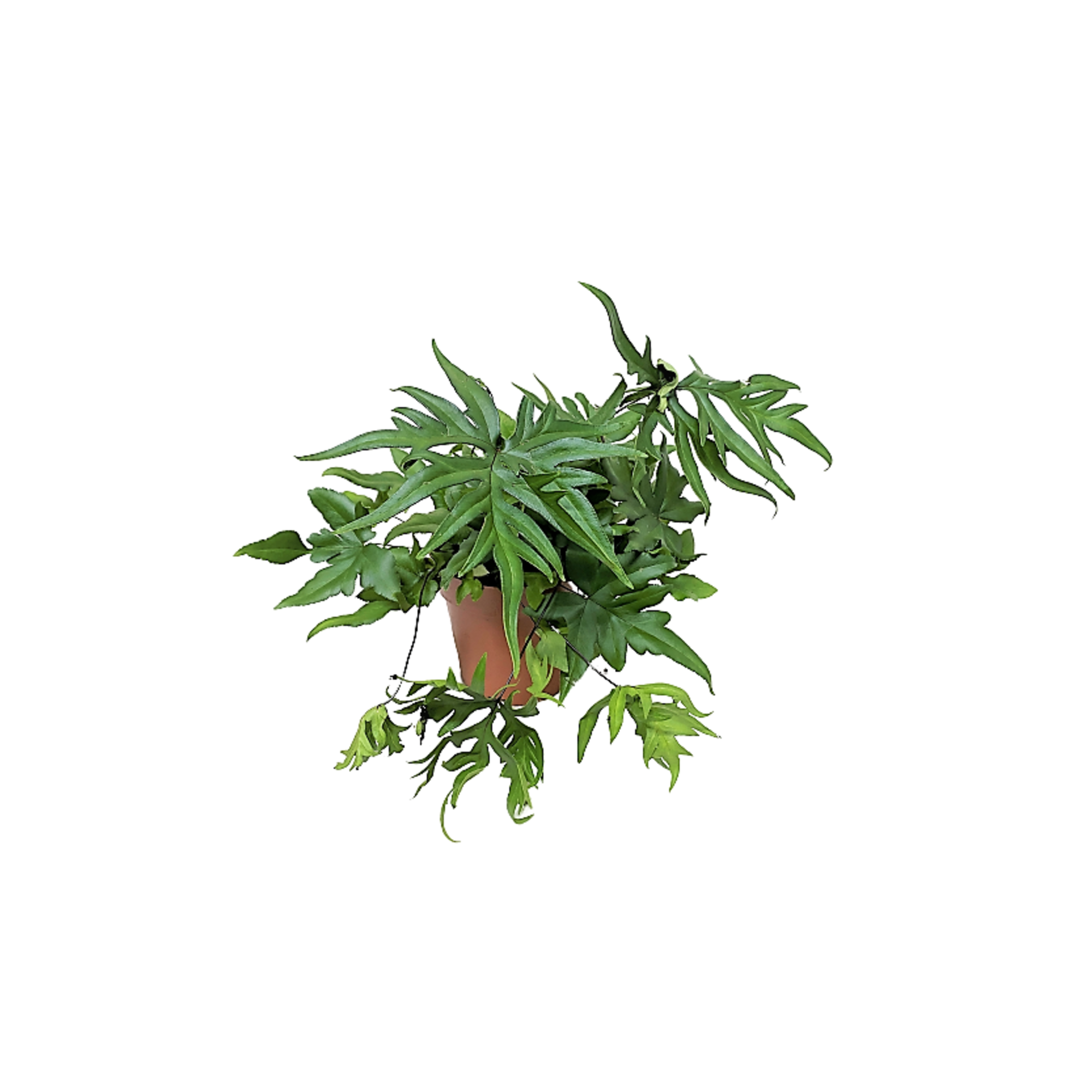 doryopteris-pedata