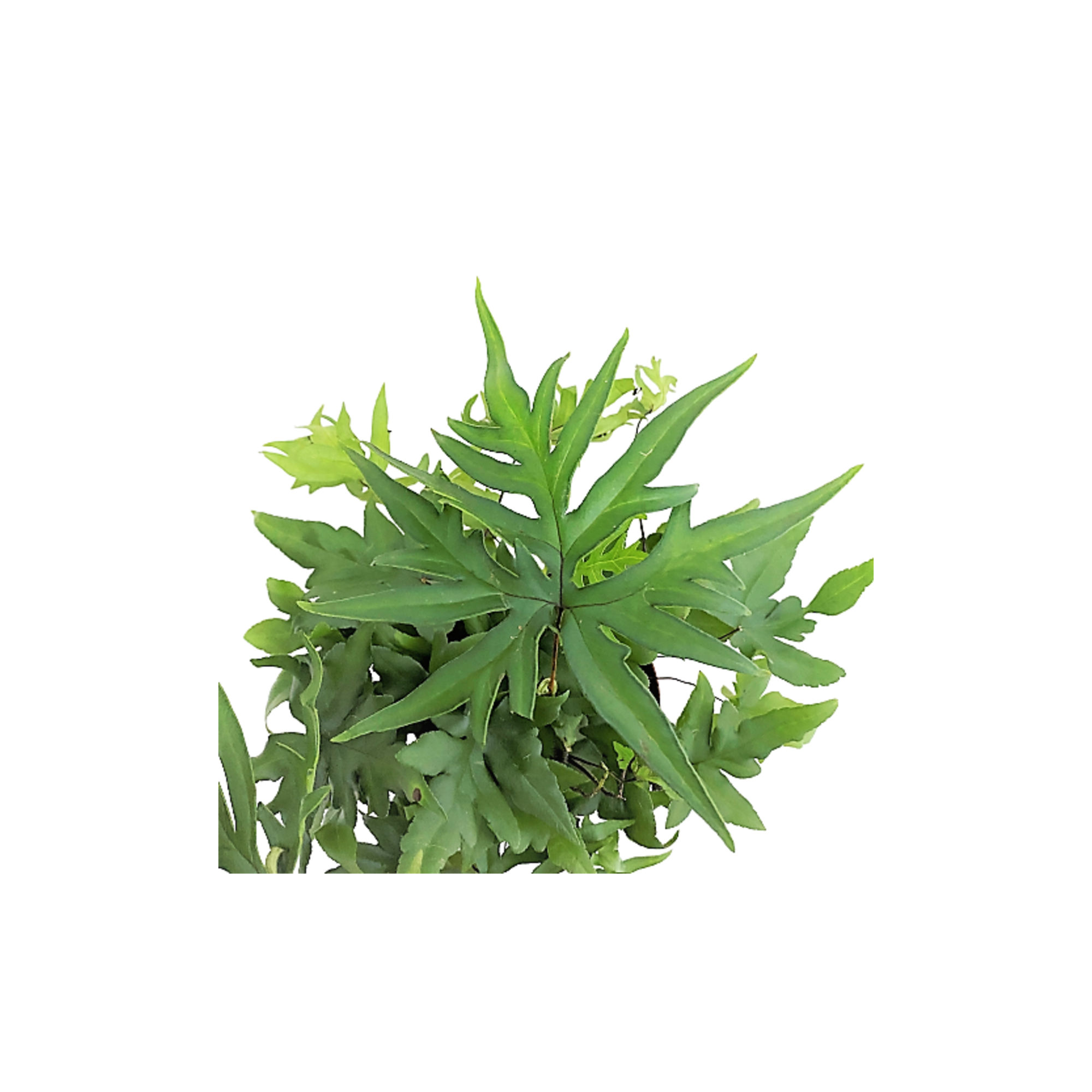 doryopteris-pedata