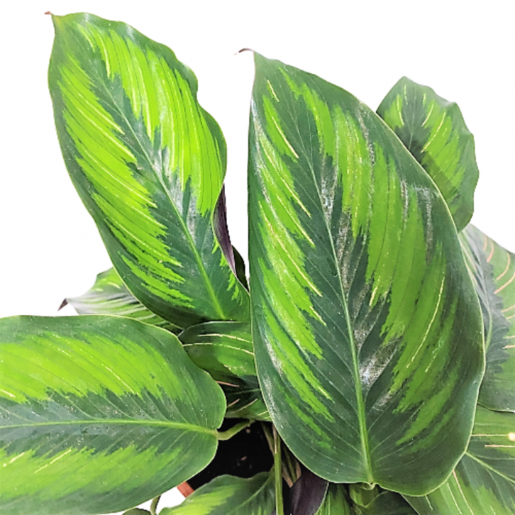 Calathea Beauty Star