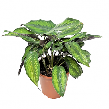 Calathea Beauty Star