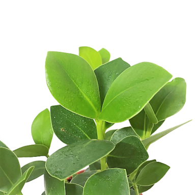 Clusia Rosea