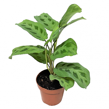 Maranta Leuconeura Var. Kerchoveana (Prayer Plant)