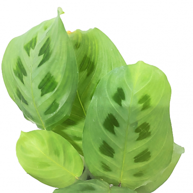 Maranta Leuconeura Var. Kerchoveana (Prayer Plant)