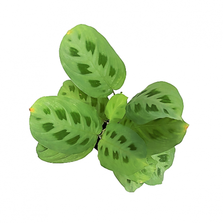 Maranta Leuconeura Var. Kerchoveana (Prayer Plant)