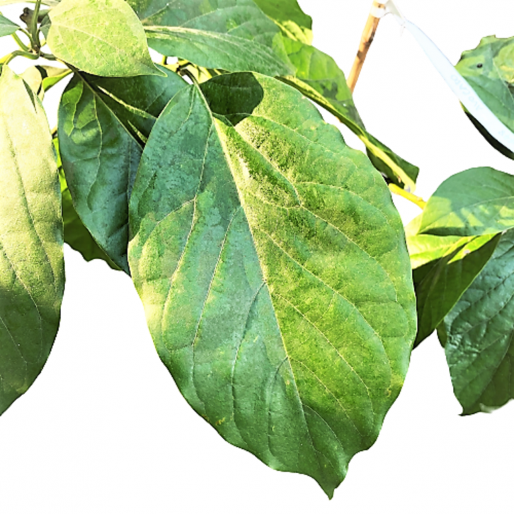 Avocado (Persea Americana)