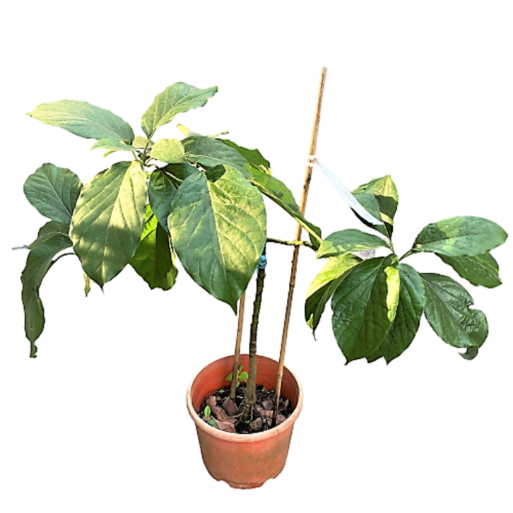 Avocado (Persea Americana)